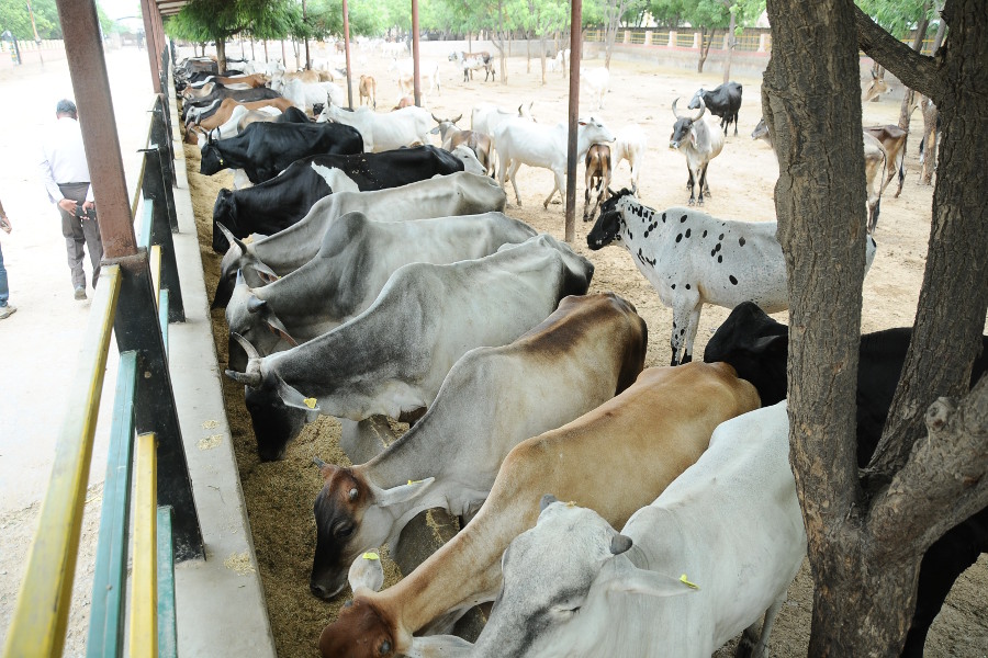 If the livestock gets cattle, the contractor will have to pay two thousand rupees fine
