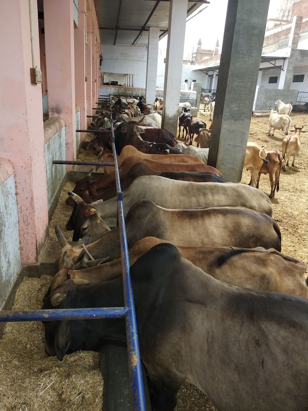 cow Sanctuary will be built at a cost of 5 crore