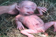 pig