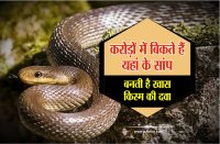 Two Sand boa snake seized by RPF in Satna
