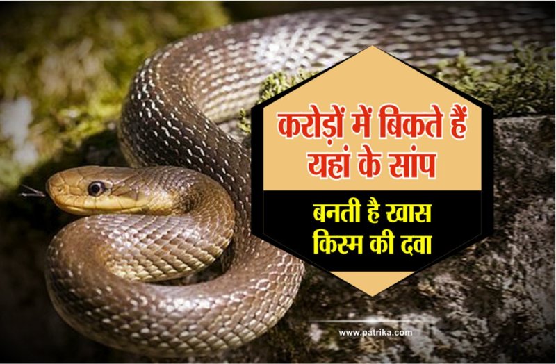 Two Sand boa snake seized by RPF in Satna