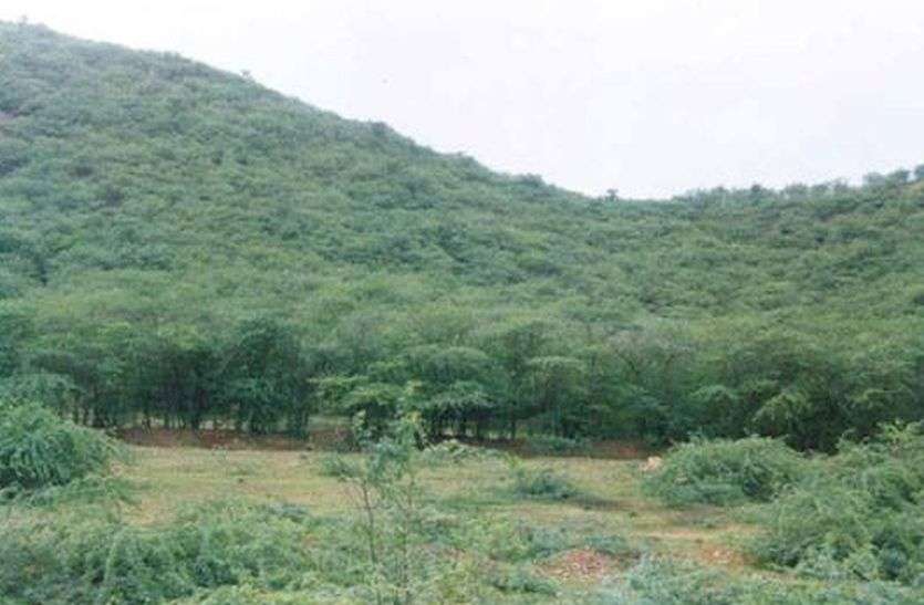 4 Thousand trees will cut in khairthal alwar