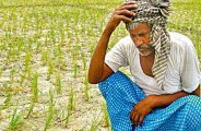 formers didn't get benifits of Crop Insurance Policy