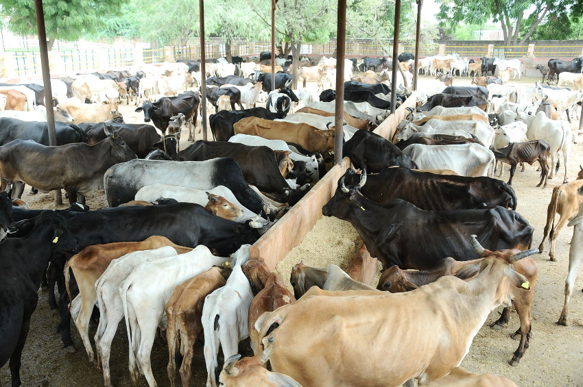 नान्दड़ी गोशाला : अब बीमारी-पॉलीथिन से गोवंश पर संकट