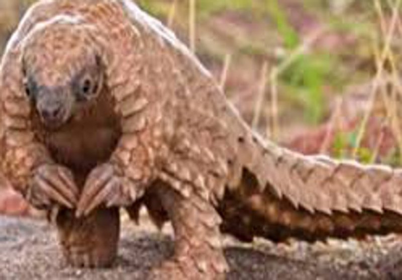 rare animals Immortals animals of india