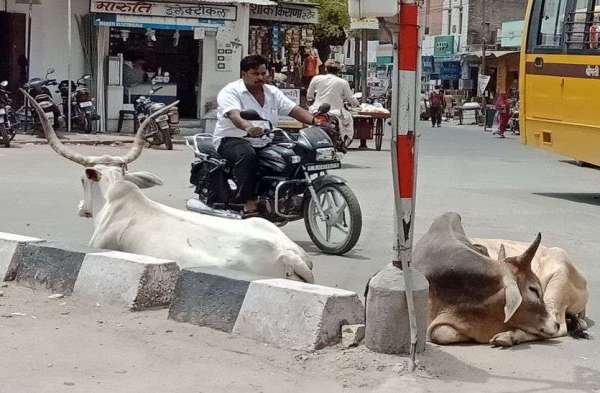 sirohi