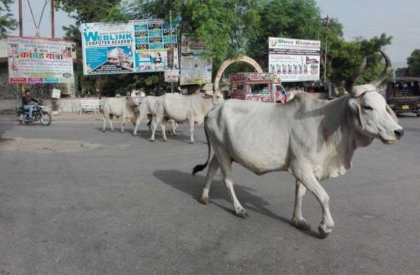 sirohi