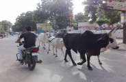 sirohi