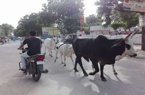sirohi