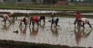Sowing near the target, now monsoon rains