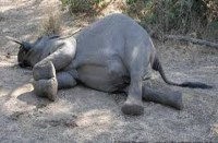 what is this Hammi's death caused a country bomb blast in the mouth.