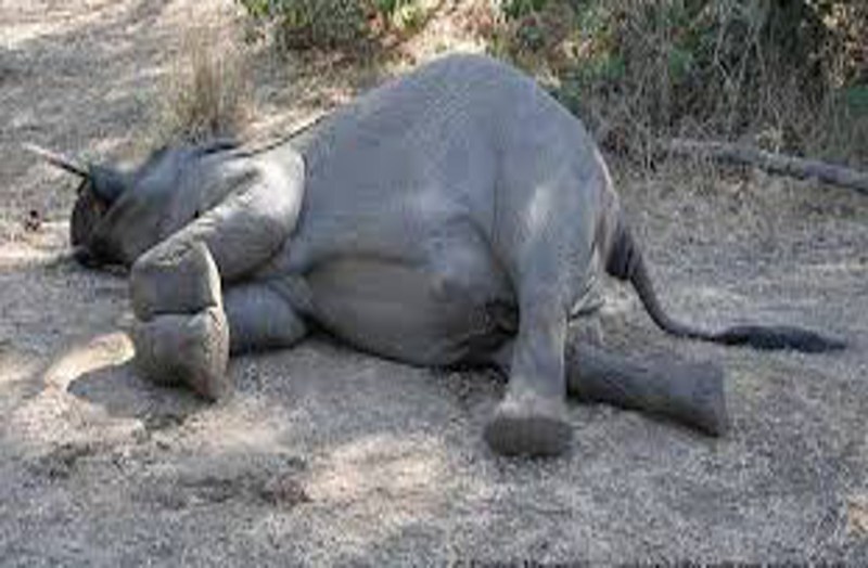 what is this Hammi's death caused a country bomb blast in the mouth.