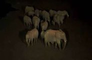 ELEPHANT ATTACK CHHATTISGARH 