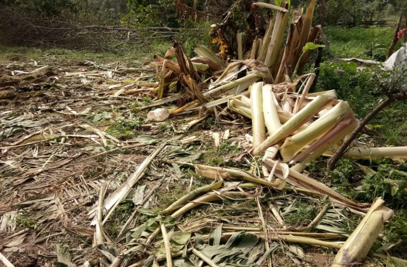 चिंघाड़ से दहला बेला का गाड़ा बहरा गांव