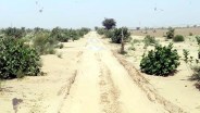 jaisalmer nachana news