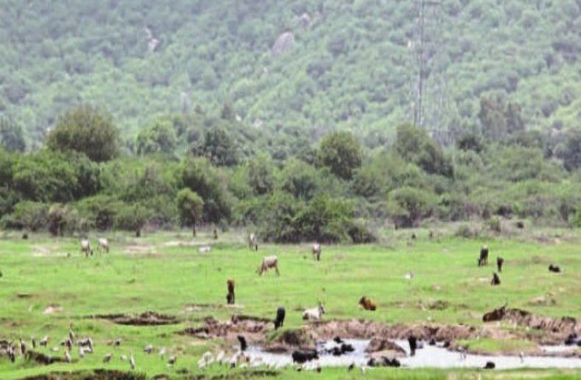 sirohi