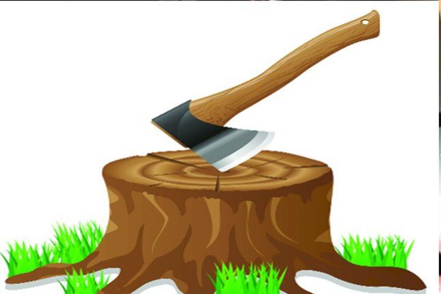 illigal tree cutting