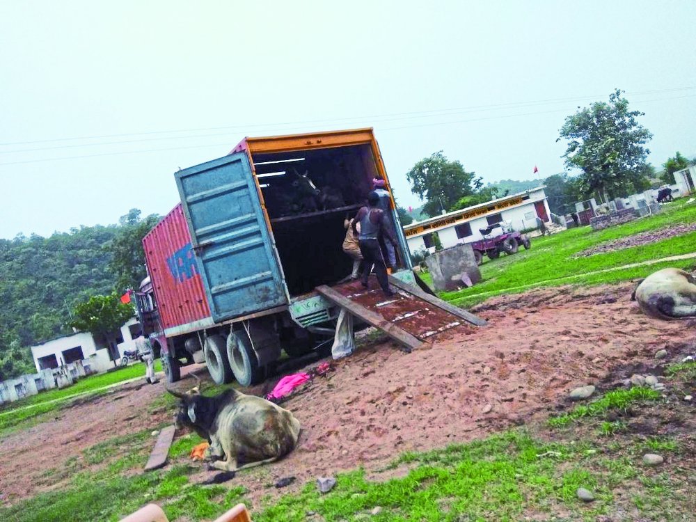 42 illegal cattle transport of panna, Five associates arrested