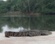 After all, how are you eaten by going to the river?