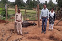 लगातार दूसरे दिन बालको रेंज में हाथियों का झुंड घुस गया बस्ती में