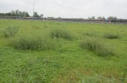 बरमुड़ा घास को गाय चर गयी, अफसरों को भनक तक नहीं लगी