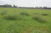 बरमुड़ा घास को गाय चर गयी, अफसरों को भनक तक नहीं लगी