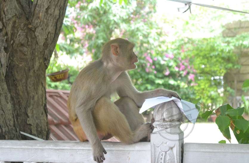 monkey terror