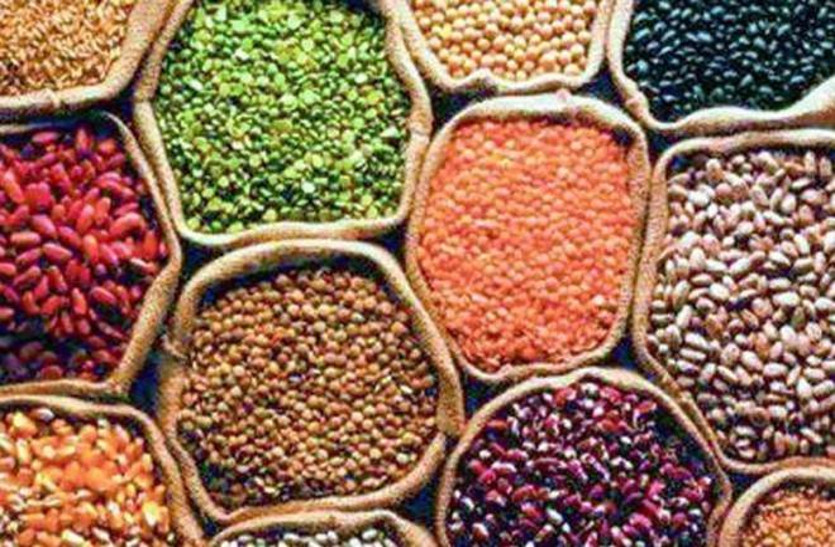 राजस्थान में दालों की खेती को बढ़ावा दे रहे किसान