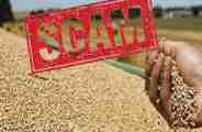 scam