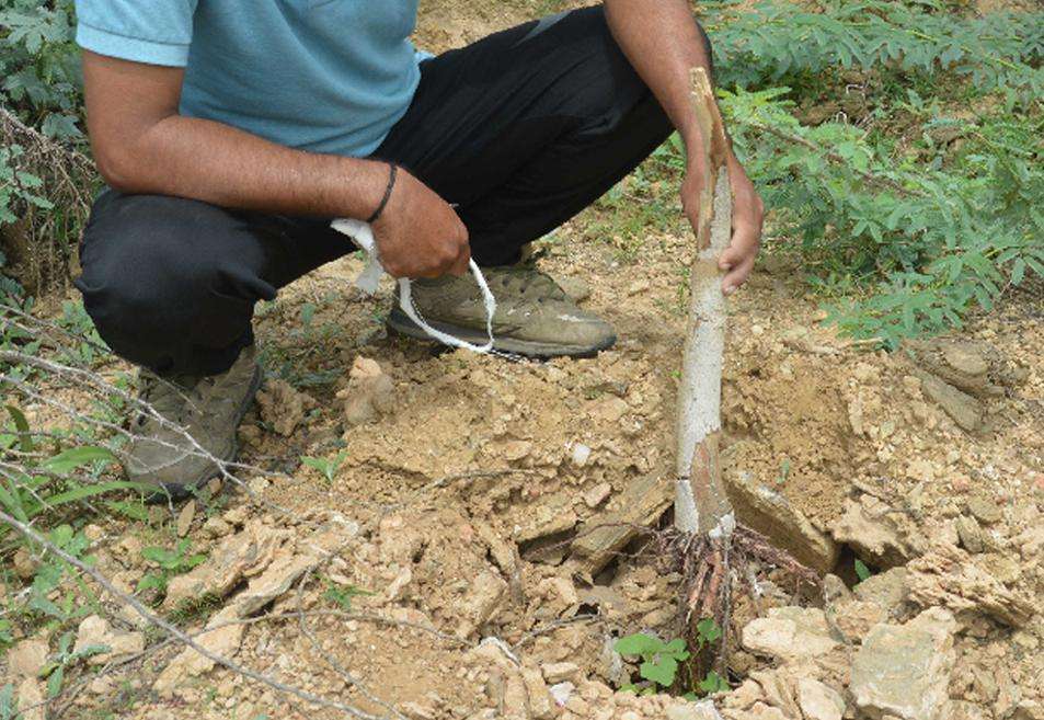 roots and stems of plants have dried with acid
