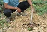 roots and stems of plants have dried with acid