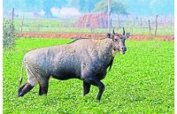 गिनती के दौरान हुआ खुलासा,