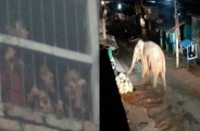 elephant attack 