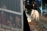 elephant attack 