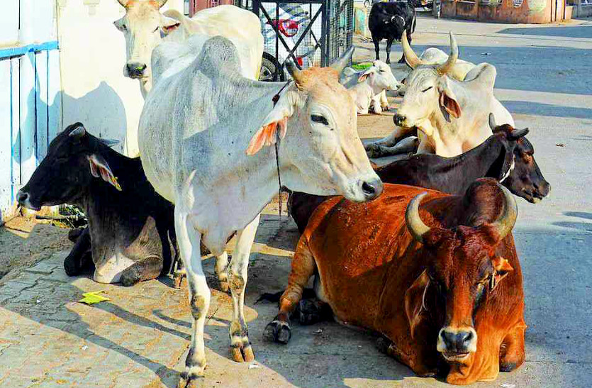 गौ तस्करी के विरोध में विश्व हिन्दू परिषद और बजरंग दल का राज्य भर में प्रदर्शन