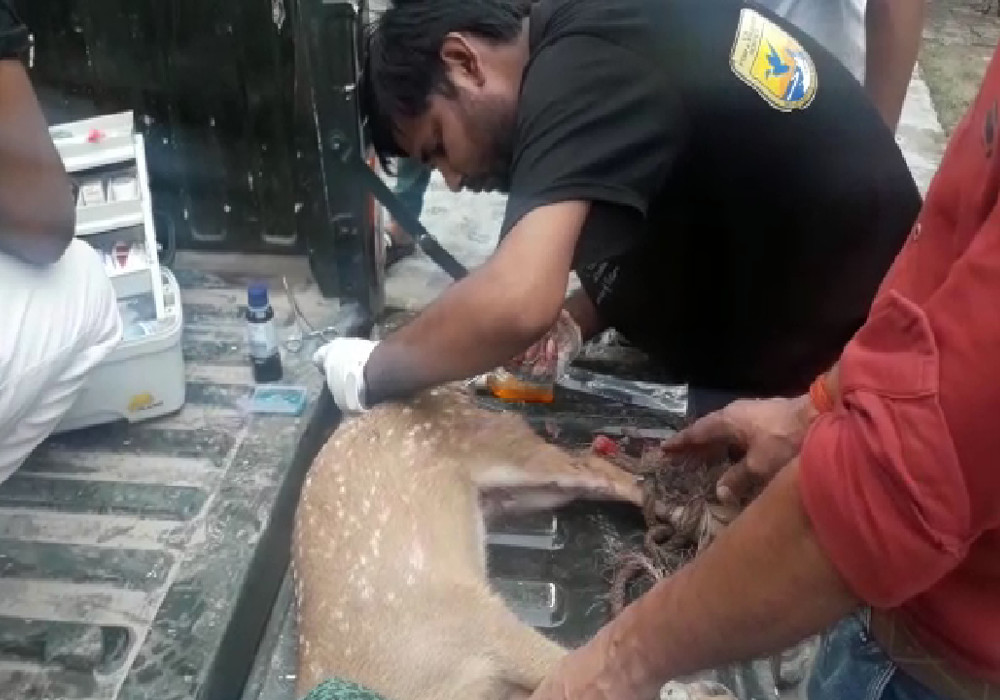 खूंखार कुत्तों ने हिरण को बनाया अपना शिकार