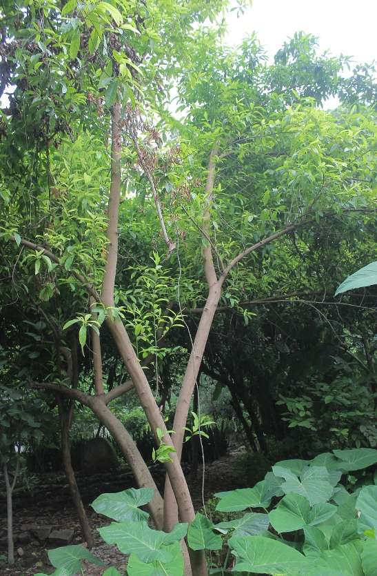 Rudraksh tree