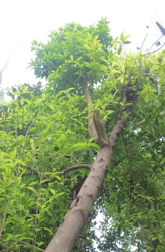 Rudraksh tree