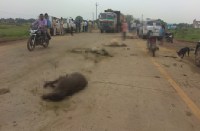 नेशनल हाइवे पर दर्जनों मवेशियों को भारी वाहन ने लिया चपेट में, पांच की दर्दनाक मौत