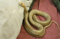 snake