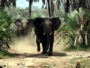 elephant attack