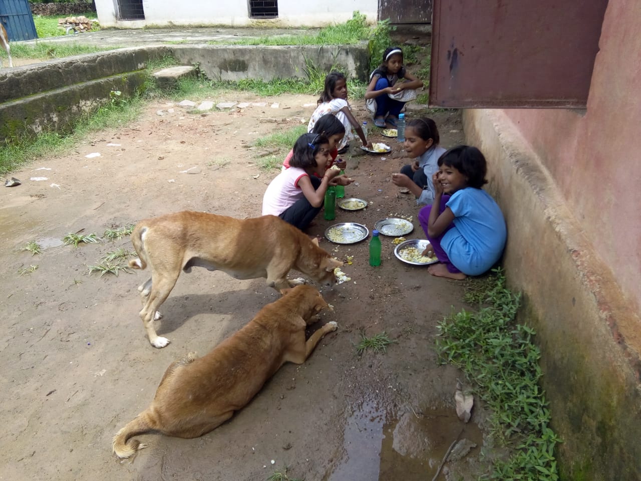 Dogs eating food the girls