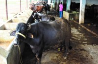 टीकाकरण साबित हुई बेअसर जबकि हर साल फूंके है लाखों रूपए