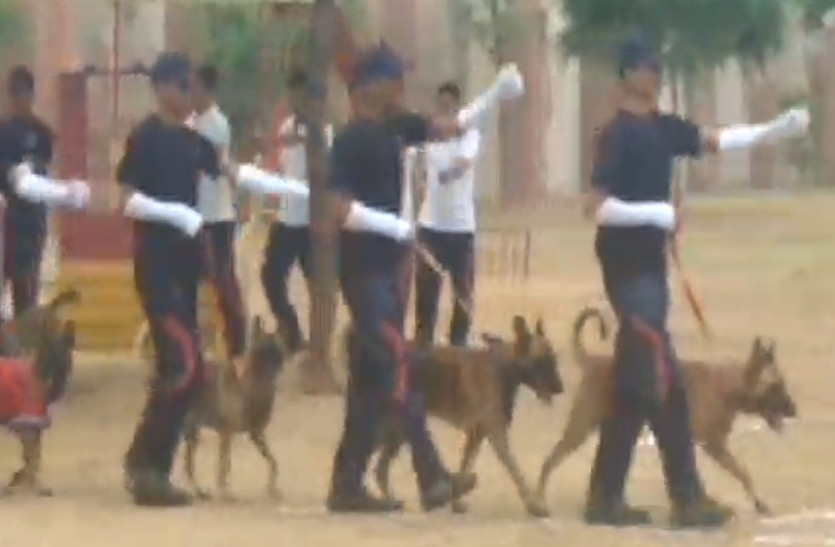 dogs