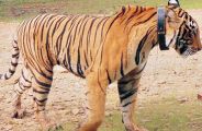 SariskaTiger : New German Made Radio Collar will save sariska tiger