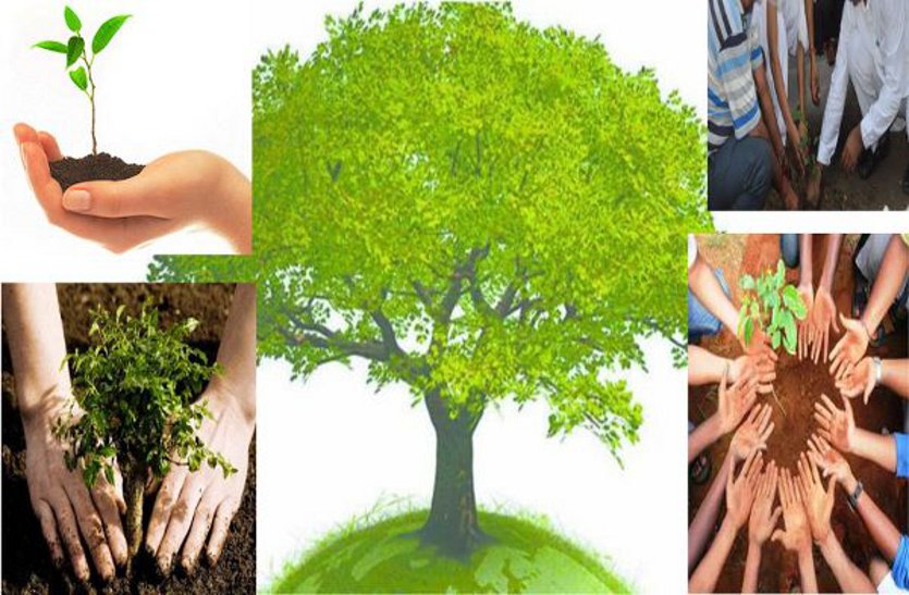 plant a tree,Enviroment Day,