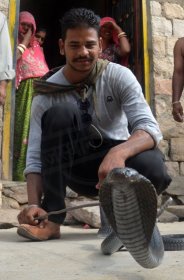 How did the cobra grab a snake?