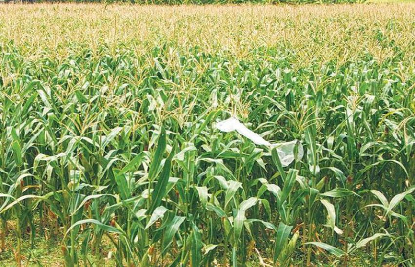 kota news