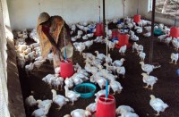 tribal day, talk of 25 women village, which earns equal to 600 village