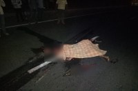 road accidents on jodhpur highways